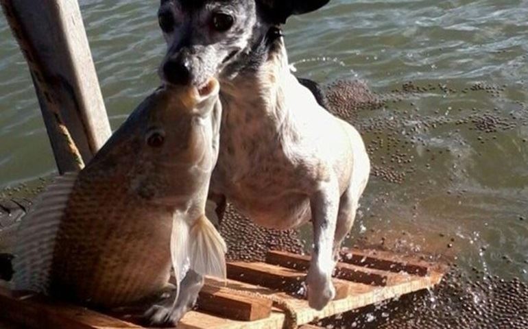 Cadela pesca em lago de fazenda e vira atração; veja o vídeo