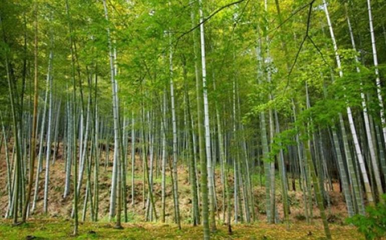 FCA promove o 10º Dia de Campo Florestal em Botucatu