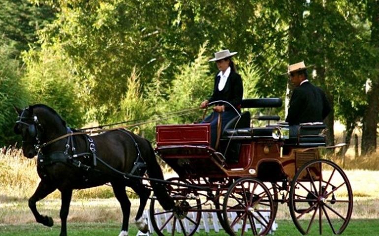 Vai começar o show de elegância, habilidade e tradição