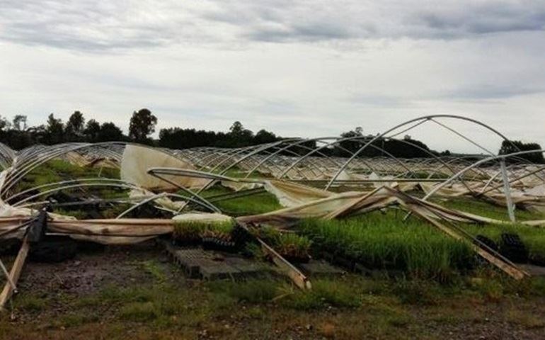Chuva destrói estufas de eucalipto e cana; prejuízo chega a R$ 30 milhões