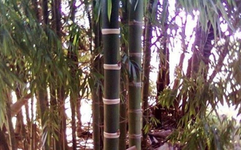Botucatu recebe o 10º Dia de Campo Florestal
