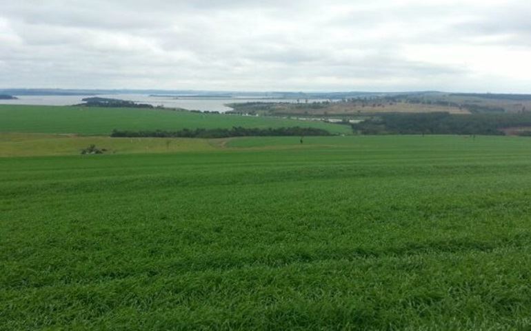 Culturas de inverno trazem benefícios ao solo, afirma engenheiro agrônomo