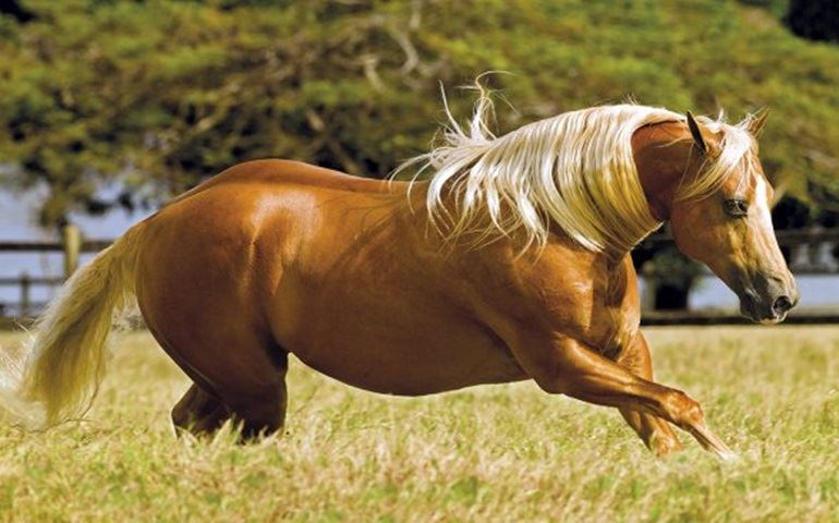 Haras Sacramento receberá dois troféus no ?Melhores do Ano?