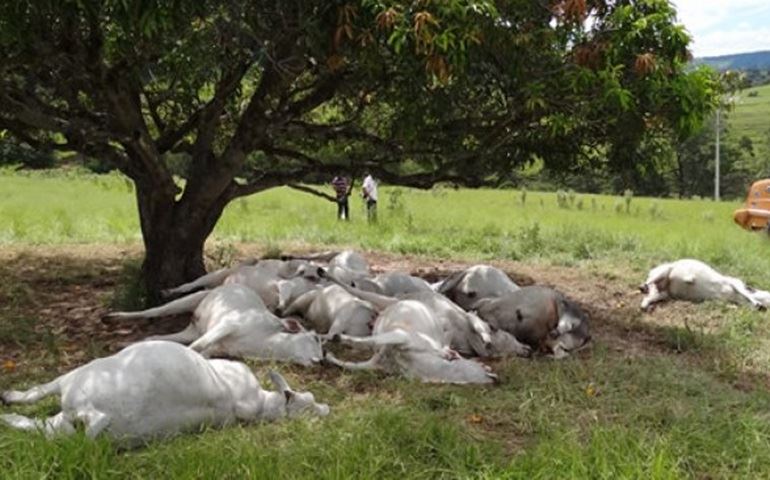Descarga elétrica mata boiada no Bairro de Anhumas