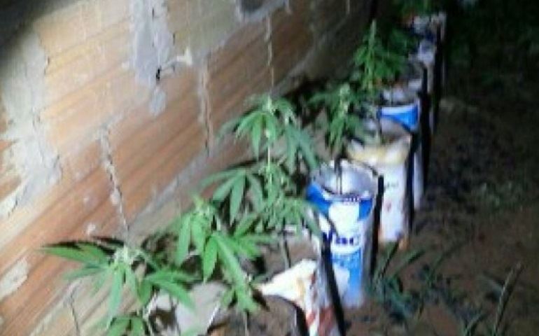 Plantação de maconha é descoberta em casa de Avaré