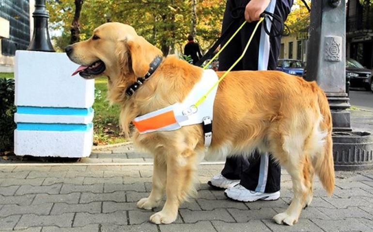 Instituto para formação de cães-guias terá sede na região de Sorocaba