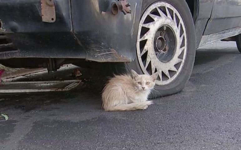 Itapetininga registra primeiro caso de raiva animal na cidade, diz Vigilância