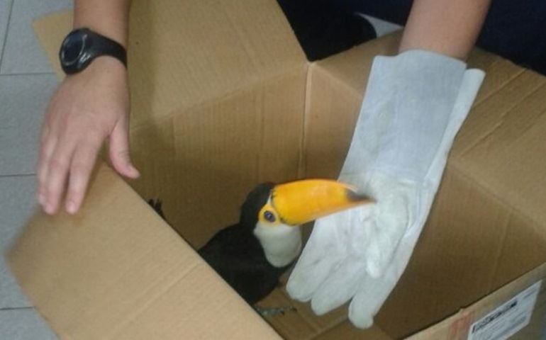 Filhote de tucano é resgatado por guardas municipais na área central de Itapetininga