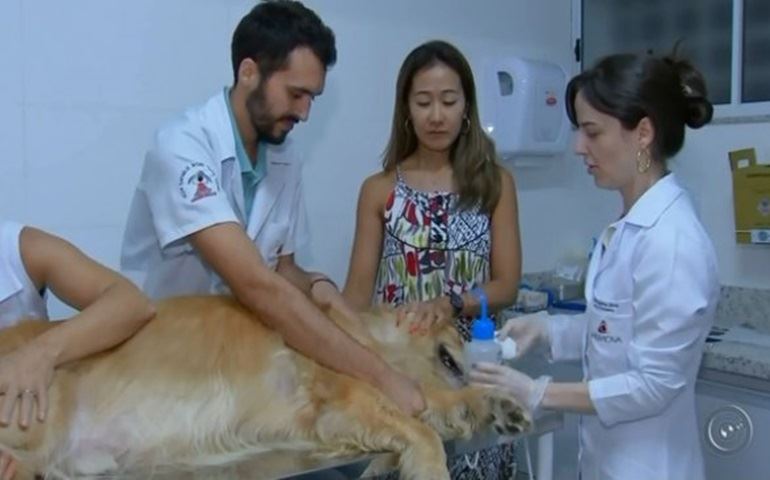 Veterinária cria primeiro banco de sangue para pets na região de Bauru