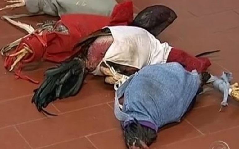 Polícia detém 18 pessoas por rinha de galos em sítio de Angatuba