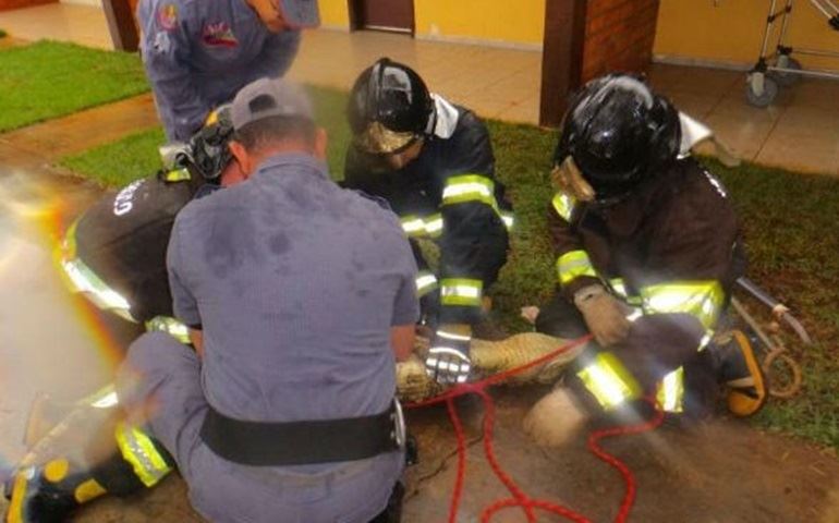Jacaré invade hotel e é encontrado pelos hóspedes em porta de quarto