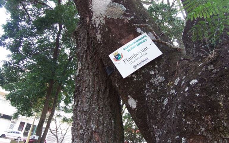 Uma árvore da qualidade flamboyant despencou em cima de um banco no Largo são João ontem pela manhã.