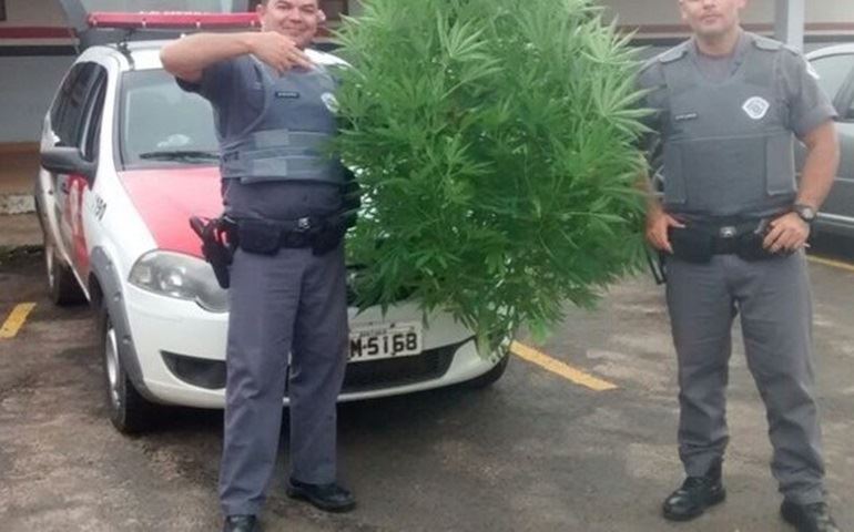 Polícia acha pé de maconha em quintal de residência em Guareí