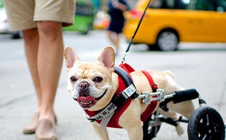 Veterinário explica quais os cuidados necessários com cães deficientes