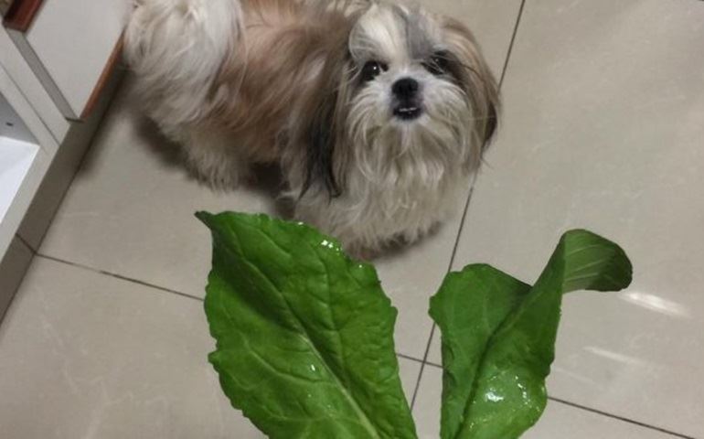 Veterinária explica sobre benefícios da alimentação natural para cães