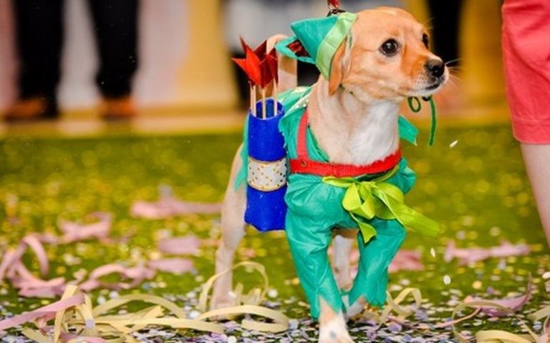 Veterinário dá dicas para que os pets aproveitem a folia do carnaval com conforto
