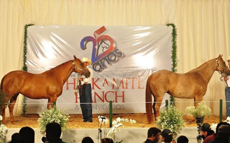 Cavalo Quarto de Milha registra valorização de 23,3% no mercado nacional