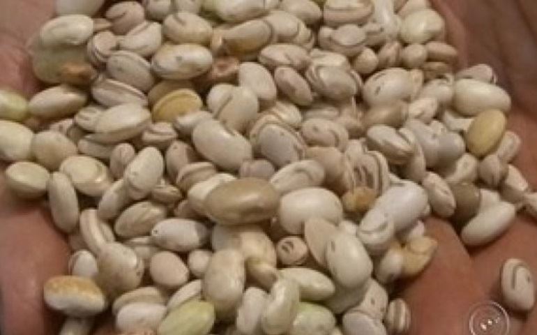 Chuva durante colheita do feijão em propriedades sobe preço na região