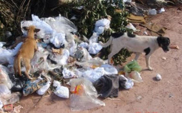 Moradores das imediações do Campo do S. Paulo estão descontentes com a coleta de lixo.