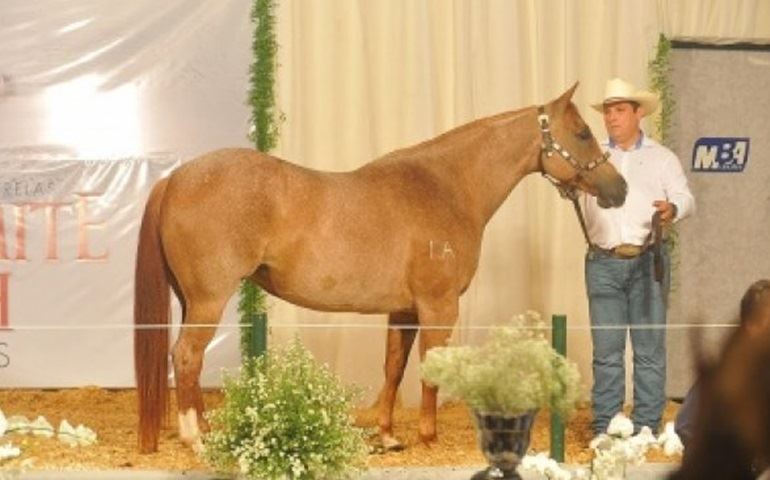 Mercado do cavalo enfrenta bem os efeitos da crise econômica