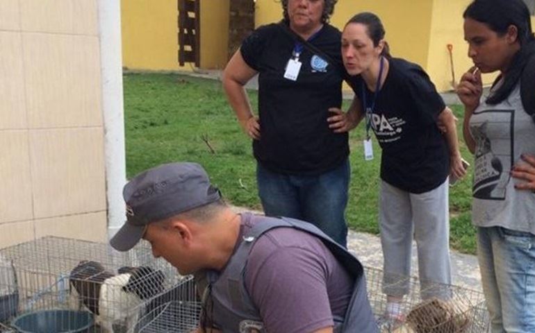 Dona de canil clandestino em Itapetininga é multada em R$ 198 mil