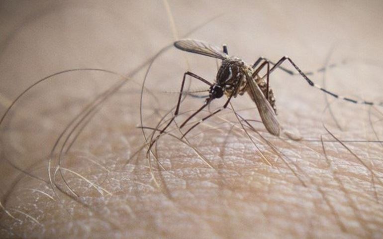 Dengue coloca cidades do interior de São Paulo em estado de alerta