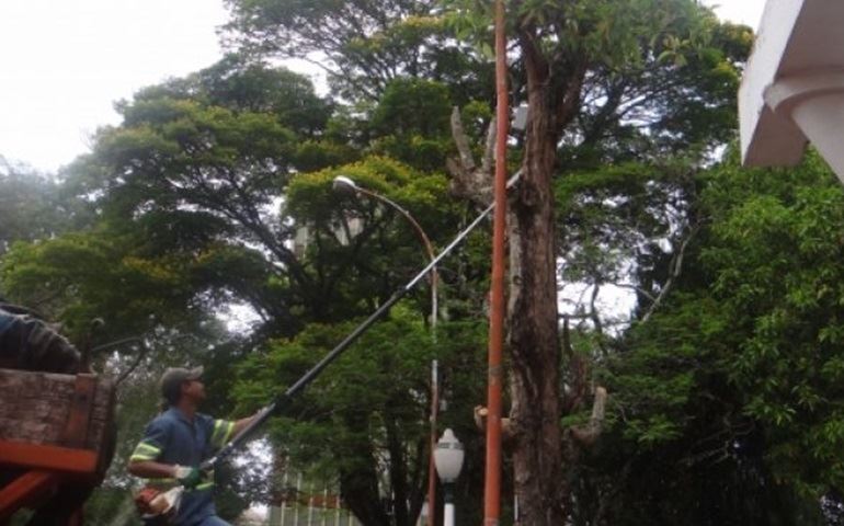 Removido pinheiro com risco de queda no Largo São João