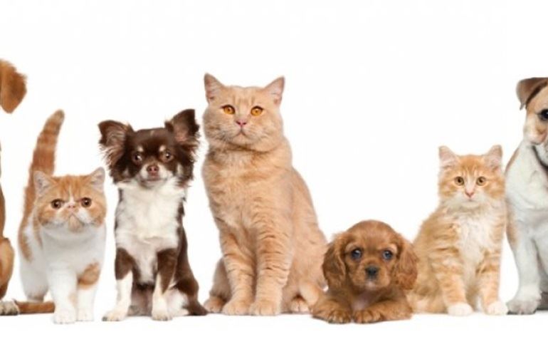 Cachorro e gato não pegam dengue, zika e nem chikungunya, sabe por quê?