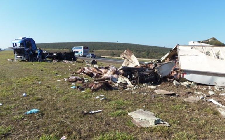 Carreta com 14 toneladas de carnes capotou na Castelo Branco ontem.