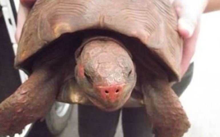 UM JABOTÍ RESGATADO EM BOTUCATÚ