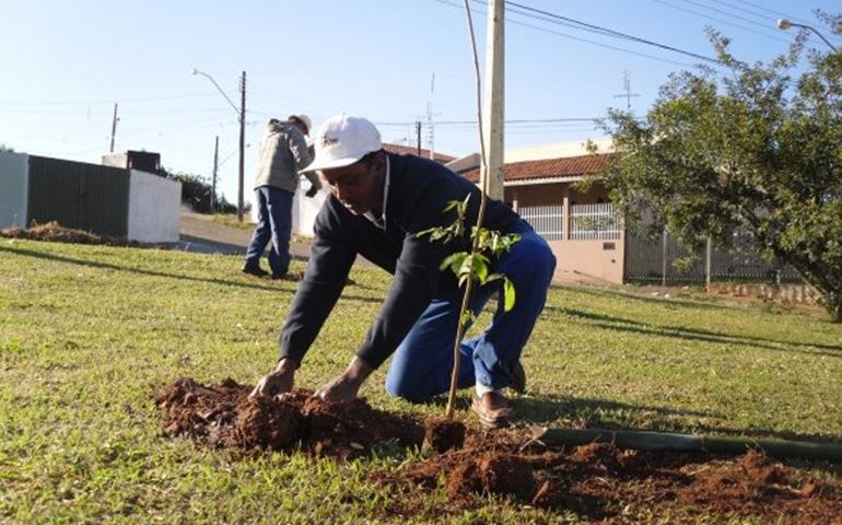 Programa de arborização garante diversidade de espécies em praça de Avaré