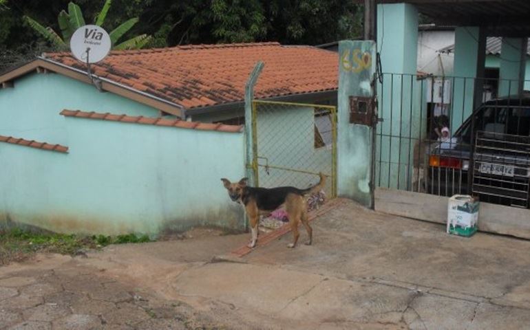 CACHORRO SOLTO AGREDINDO PESSOAS