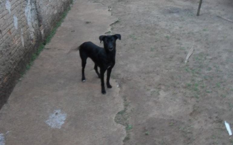 MAUS TRATO EM ANIMAIS NA RUA FRANCISCO DIAS DE ALMEIDA
