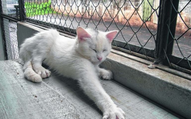 Feira de Adoção com 95 animais em Bauru