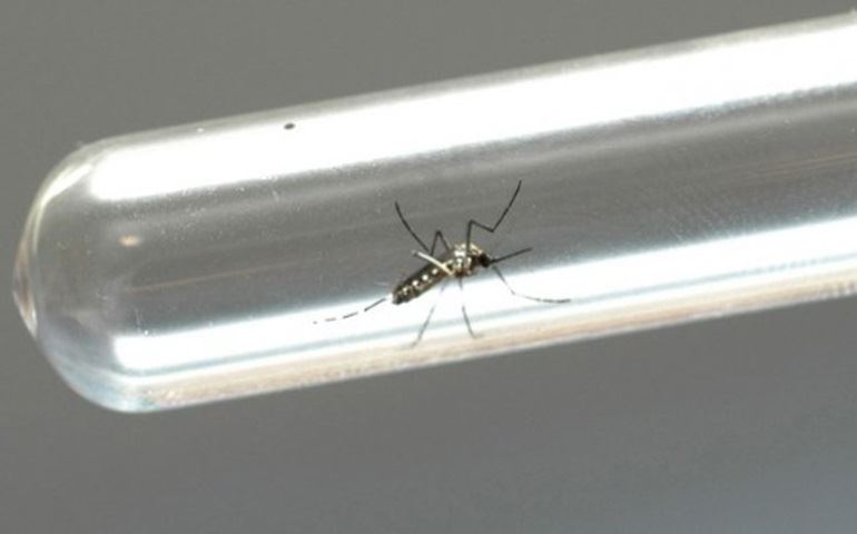 Amazônia pode dar ao mundo o antídoto contra zika e dengue