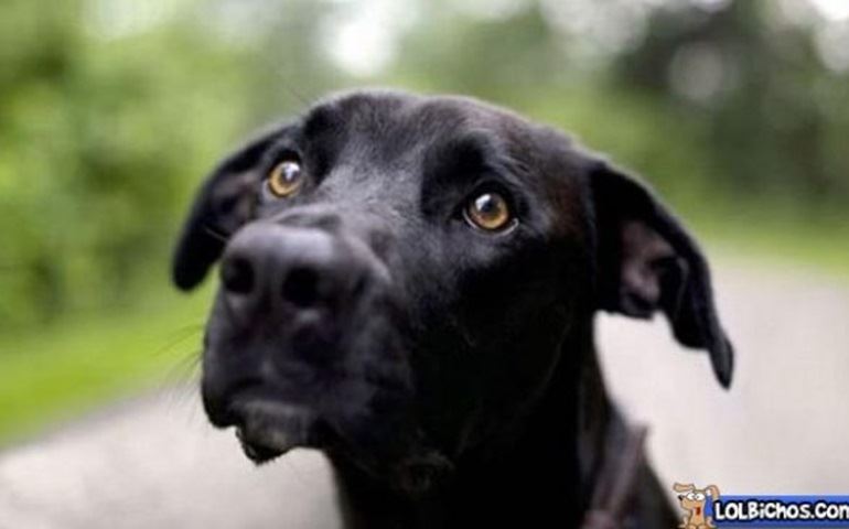 Morador mata cachorro a pedradas em Cerqueira César