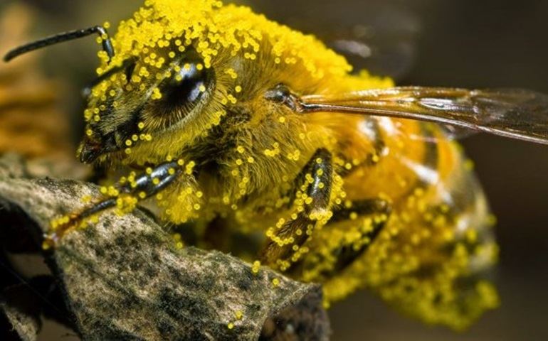 Especialistas alertam para o risco de extinção de animais polinizadores no mundo