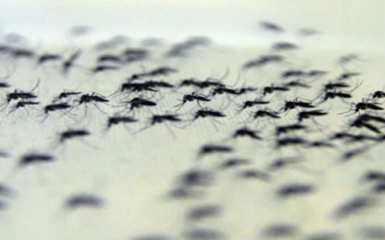 Mosquitos já transmitem 37 vírus no Brasil
