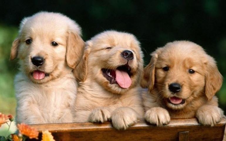 Feira de adoção de cães e gatos é realizada em Cerqueira César