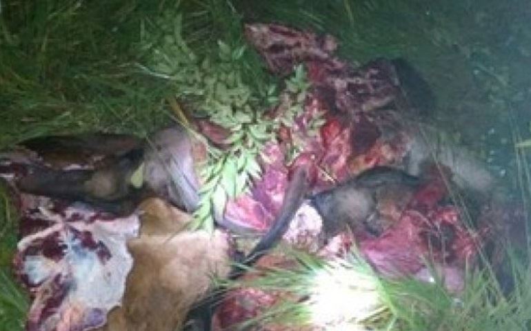 Boi furtado é encontrado abatido em zona rural de Avaré