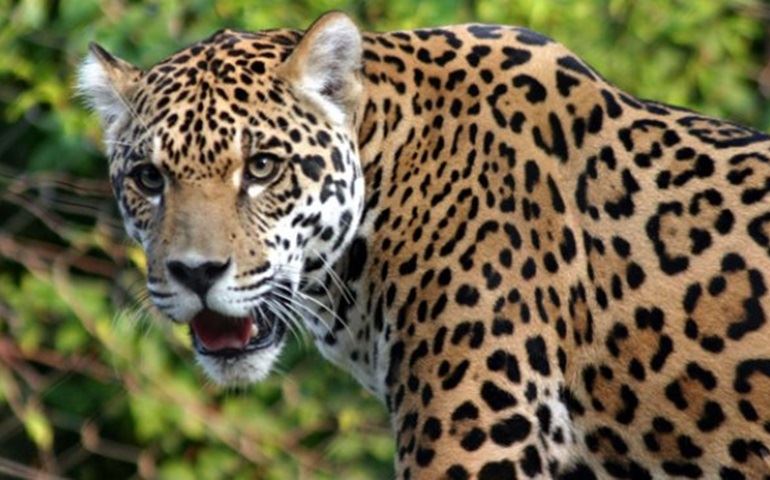 Pesquisadores congelam sêmen para preservar onça pintada