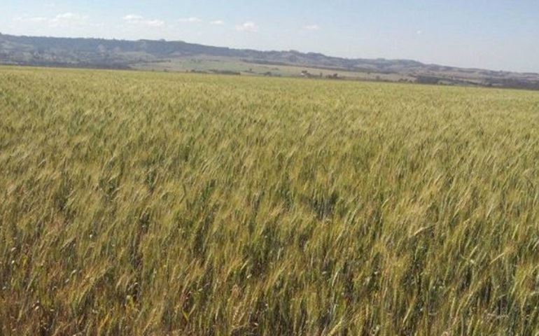 Agricultores participam do evento 'Um Dia de Campo' em Angatuba