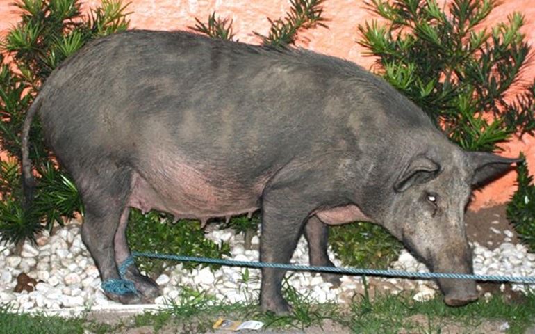 IBAMA LIBERA JAVALIS E JAVAPORCOS EM TODO O PAÍS.