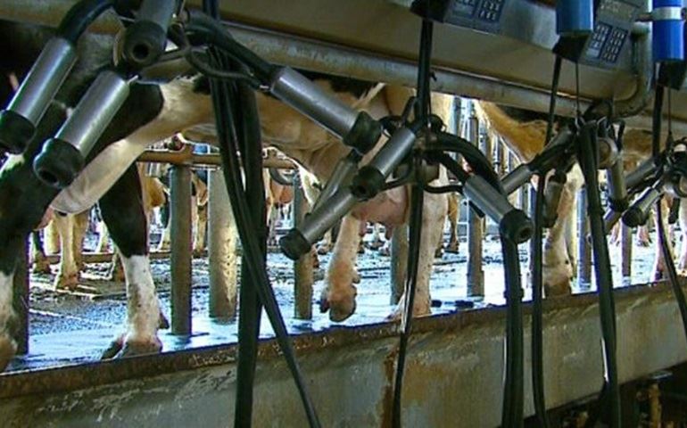Haverá em Avaré um encontro estadual de produtores de leite