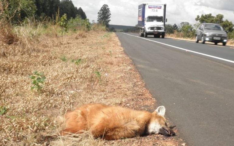 LOBO GUARÁ ENCONTRADO MORTO NAS PROXIMIDADES DE ITAÍ.