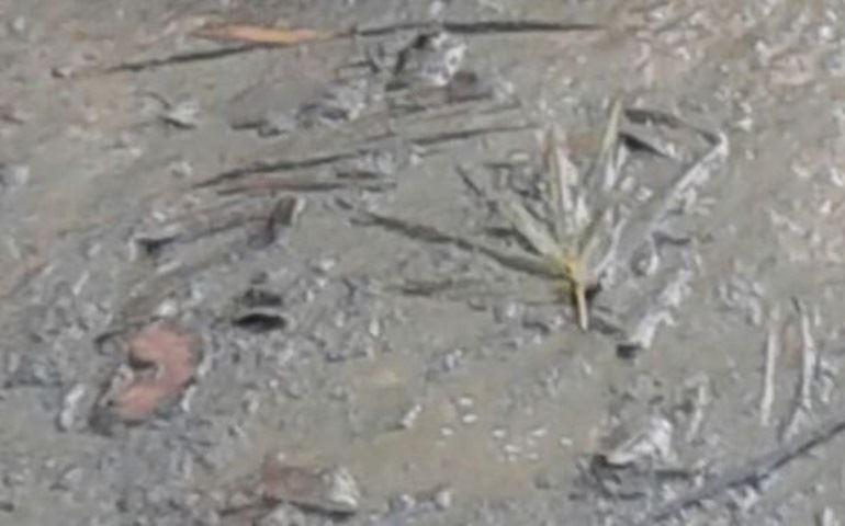 Moradores do Jardim São Paulo denunciam descaso da Sabesp