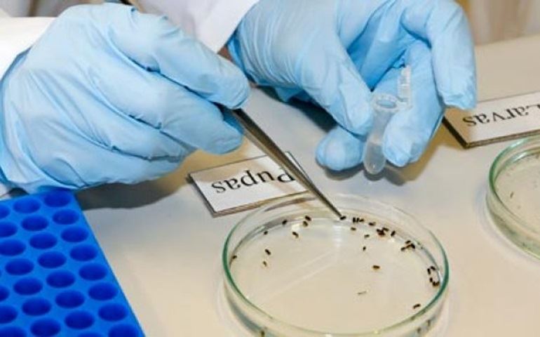 Cientistas realizam força-tarefa para obter genomas do zika