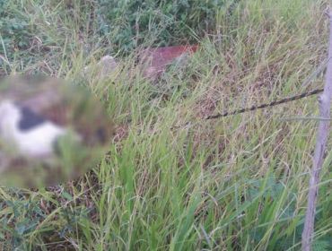 Homem denuncia filho de matar cachorra da família a pedradas em Avaré