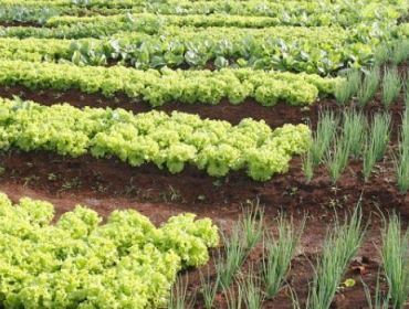 AVARÉ: PROJETO DA SECRETARIA DA AGRICULTURA ALIA CAPACITAÇÃO E RESPONSABILIDADE SOCIAL