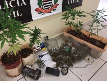 Pedreiro é preso após polícia encontrar sete pés de maconha em Avaré